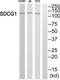 Nuclear Export Mediator Factor antibody, TA314864, Origene, Western Blot image 