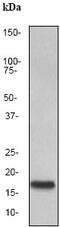 KIT Ligand antibody, ab52603, Abcam, Western Blot image 