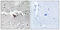 Protein Tyrosine Kinase 2 antibody, LS-C118117, Lifespan Biosciences, Immunohistochemistry paraffin image 