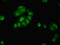 Platelet Activating Factor Acetylhydrolase 1b Catalytic Subunit 2 antibody, LS-C376262, Lifespan Biosciences, Immunofluorescence image 