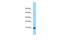 G Protein Subunit Gamma 4 antibody, A13925, Boster Biological Technology, Western Blot image 