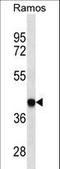 Major Histocompatibility Complex, Class I, B antibody, LS-C159841, Lifespan Biosciences, Western Blot image 