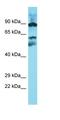 Methyltransferase-like protein 16 antibody, orb325358, Biorbyt, Western Blot image 