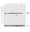 Inosine Monophosphate Dehydrogenase 2 antibody, PA5-27519, Invitrogen Antibodies, Western Blot image 