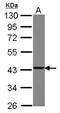 Glutaredoxin 3 antibody, NBP2-20767, Novus Biologicals, Western Blot image 