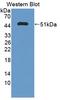 Peptidylprolyl Isomerase C antibody, LS-C372773, Lifespan Biosciences, Western Blot image 