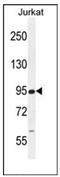 Round Spermatid Basic Protein 1 antibody, AP53753PU-N, Origene, Western Blot image 