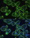 Keratin 13 antibody, 16-585, ProSci, Immunofluorescence image 