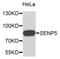 Sentrin-specific protease 5 antibody, STJ26462, St John
