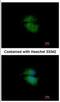 Cytohesin 3 antibody, NBP2-16085, Novus Biologicals, Immunofluorescence image 