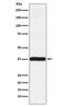 Actin Related Protein 2 antibody, M03898, Boster Biological Technology, Western Blot image 