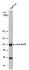 Complement Factor B antibody, PA5-27924, Invitrogen Antibodies, Western Blot image 