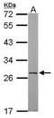 RNA Binding Protein, MRNA Processing Factor antibody, PA5-31231, Invitrogen Antibodies, Western Blot image 