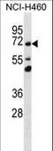 Transmembrane Protein 181 antibody, LS-C161934, Lifespan Biosciences, Western Blot image 