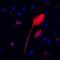 Transgelin antibody, MAB78861, R&D Systems, Immunofluorescence image 