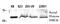Histone Cluster 4 H4 antibody, A68398-100, Epigentek, Western Blot image 