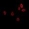 Guanidinoacetate N-Methyltransferase antibody, LS-B16063, Lifespan Biosciences, Immunofluorescence image 