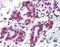 Glucocorticoid Modulatory Element Binding Protein 1 antibody, orb89760, Biorbyt, Immunohistochemistry paraffin image 