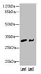 Nitrilase Family Member 2 antibody, LS-C398665, Lifespan Biosciences, Western Blot image 