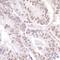 Pyrin domain-containing protein 1 antibody, A300-410A, Bethyl Labs, Immunohistochemistry paraffin image 