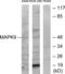 Mitogen-Activated Protein Kinase 9 antibody, LS-C119529, Lifespan Biosciences, Western Blot image 