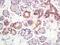 Major Facilitator Superfamily Domain Containing 2A antibody, GTX51685, GeneTex, Immunohistochemistry paraffin image 