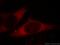 Transcriptional repressor CTCFL antibody, 60079-1-Ig, Proteintech Group, Immunofluorescence image 