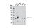 Podoplanin antibody, 9047S, Cell Signaling Technology, Western Blot image 