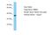 RNA Binding Motif Protein 43 antibody, A18243, Boster Biological Technology, Western Blot image 