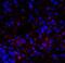 Lymphocyte Activating 3 antibody, RF16082, ProSci, Immunofluorescence image 