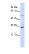 Microfibril Associated Protein 4 antibody, NBP1-59158, Novus Biologicals, Western Blot image 