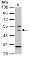 SANS antibody, NBP2-20823, Novus Biologicals, Western Blot image 