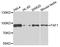 Fas Associated Factor 1 antibody, A7779, ABclonal Technology, Western Blot image 