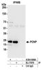 PEST Proteolytic Signal Containing Nuclear Protein antibody, A304-668A, Bethyl Labs, Immunoprecipitation image 