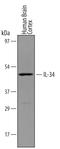 Interleukin 34 antibody, AF5265, R&D Systems, Western Blot image 