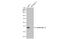 Keratin 13 antibody, GTX110308, GeneTex, Western Blot image 