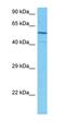 Islet Cell Autoantigen 1 Like antibody, orb325756, Biorbyt, Western Blot image 