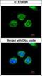 Aldo-Keto Reductase Family 7 Member A2 antibody, GTX104299, GeneTex, Immunofluorescence image 