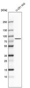 Aryl Hydrocarbon Receptor Nuclear Translocator Like 2 antibody, PA5-63653, Invitrogen Antibodies, Western Blot image 