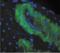 Nitrotyrosine antibody, 56456, QED Bioscience, Immunohistochemistry frozen image 