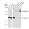 Cathepsin D antibody, GTX01540, GeneTex, Western Blot image 