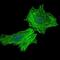 Citrulline--aspartate ligase antibody, GTX60549, GeneTex, Immunofluorescence image 