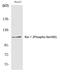 Kinase Suppressor Of Ras 1 antibody, P03285, Boster Biological Technology, Western Blot image 