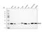 Ribosomal Protein L29 antibody, A05949-1, Boster Biological Technology, Western Blot image 