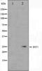 Ras Like Without CAAX 1 antibody, orb224547, Biorbyt, Western Blot image 