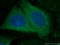 Activating Transcription Factor 6 antibody, 66563-1-Ig, Proteintech Group, Immunofluorescence image 