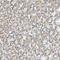 Zinc Finger DHHC-Type Containing 20 antibody, NBP1-82046, Novus Biologicals, Immunohistochemistry frozen image 