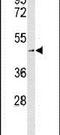 Solute Carrier Family 1 Member 5 antibody, PA5-26445, Invitrogen Antibodies, Western Blot image 