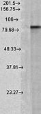 DOT1 Like Histone Lysine Methyltransferase antibody, orb10940, Biorbyt, Western Blot image 