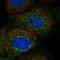 Brefeldin A-inhibited guanine nucleotide-exchange protein 2 antibody, NBP1-88607, Novus Biologicals, Immunofluorescence image 